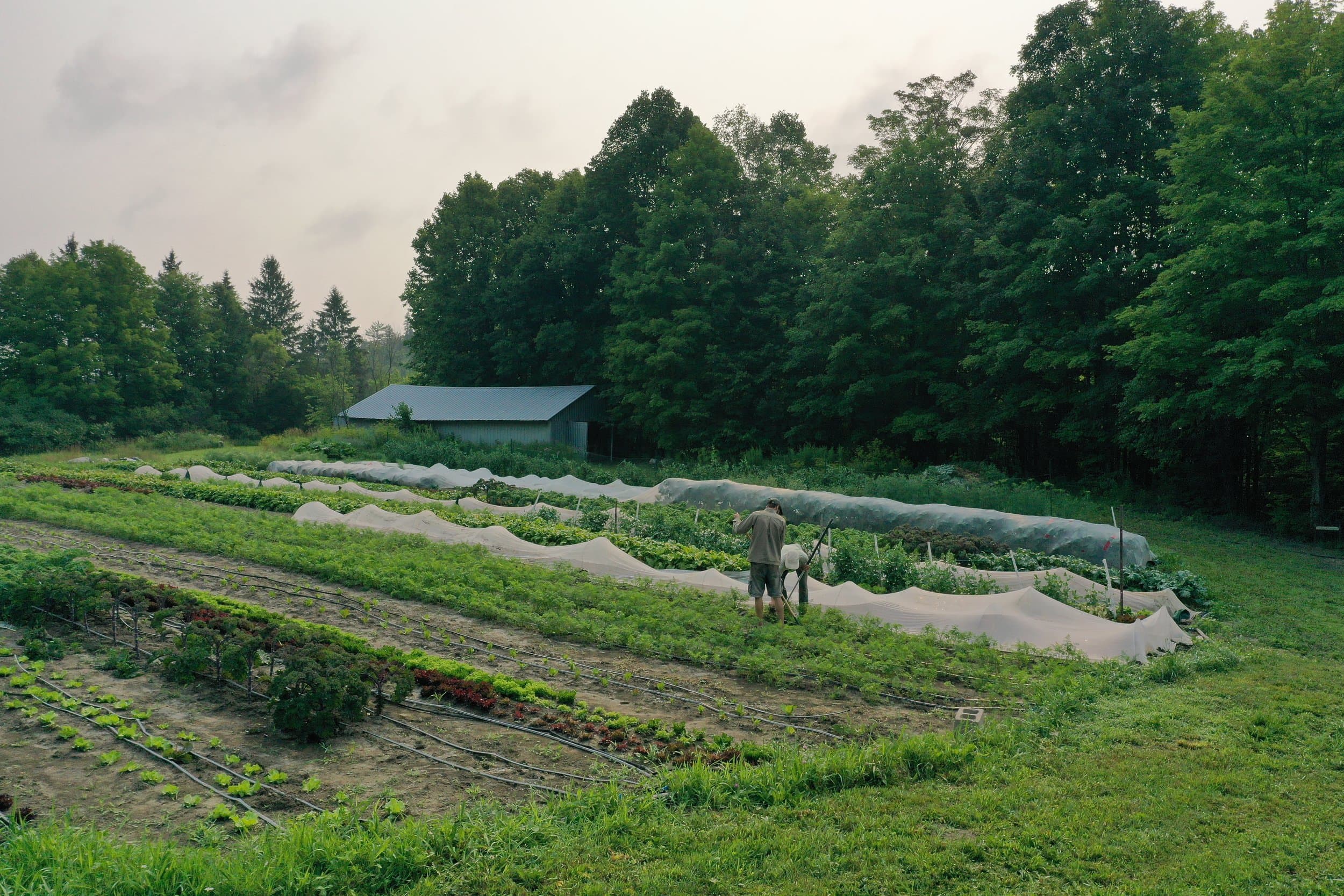 Vue aérienne d'une ferme maraîchère